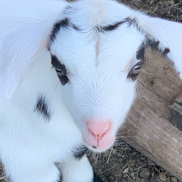 Crys Rice - Picture 1 of 6